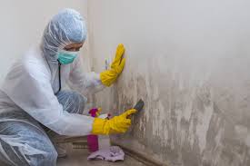 Why You Should Choose Our Mold Remediation Services in Brooksville, MS